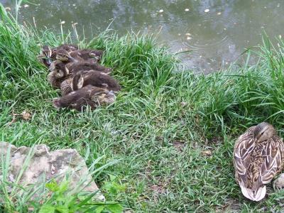 Прикрепленное изображение: u11.jpg